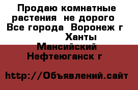 Продаю комнатные растения  не дорого - Все города, Воронеж г.  »    . Ханты-Мансийский,Нефтеюганск г.